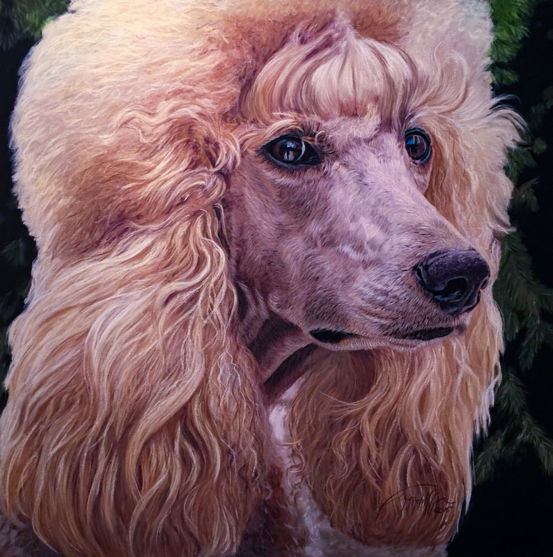 Poodle head portrait